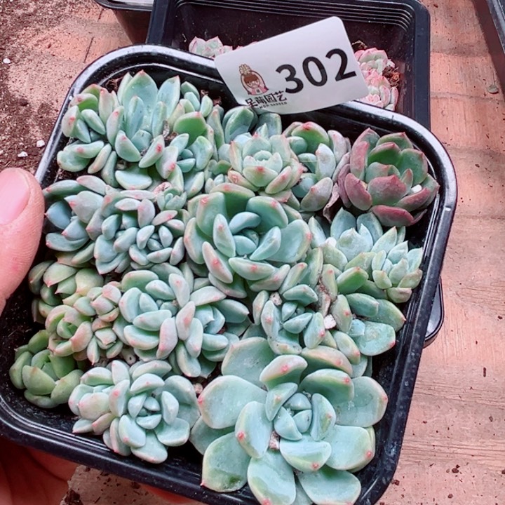 多肉植物多肉植物