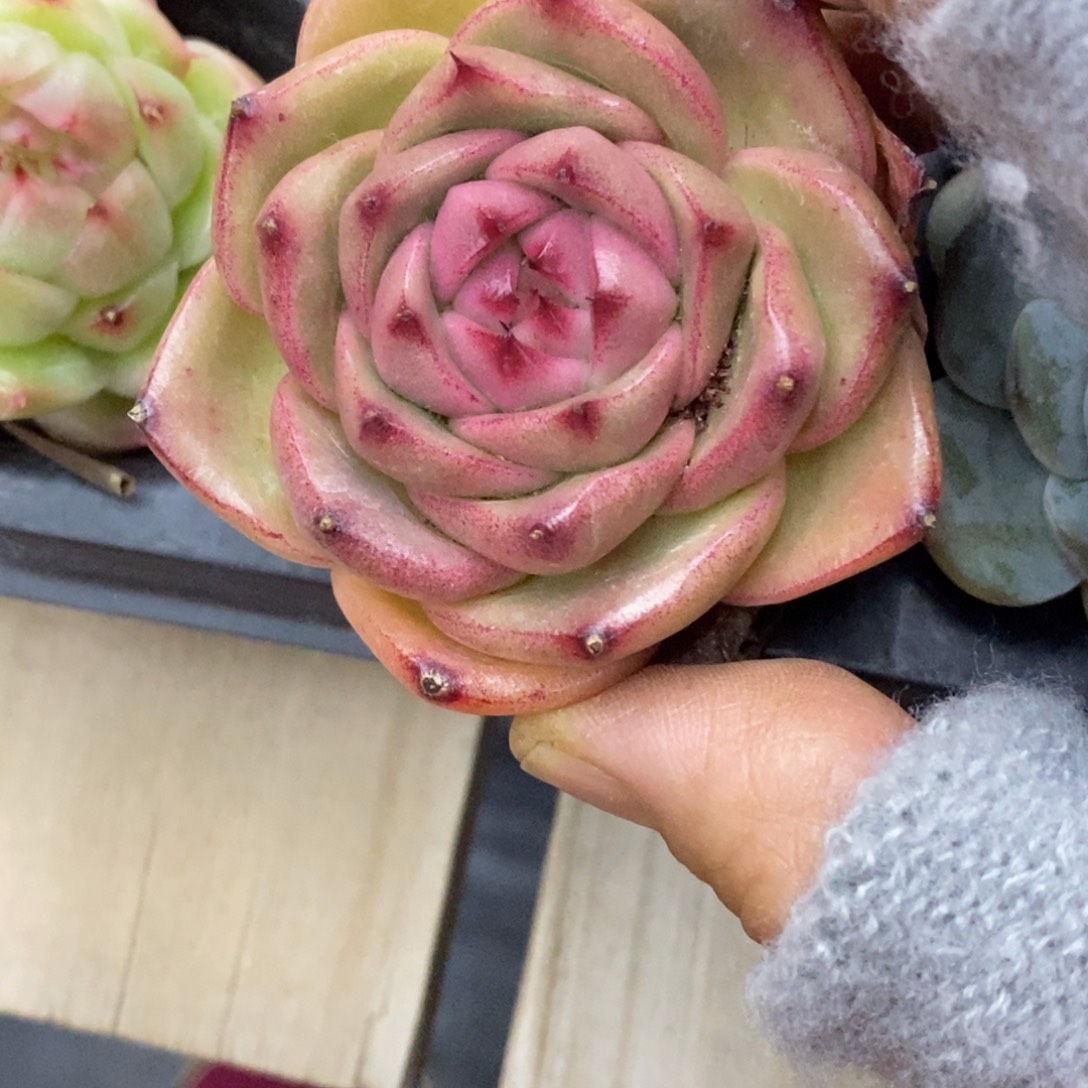 精品多肉一物一拍不包整475