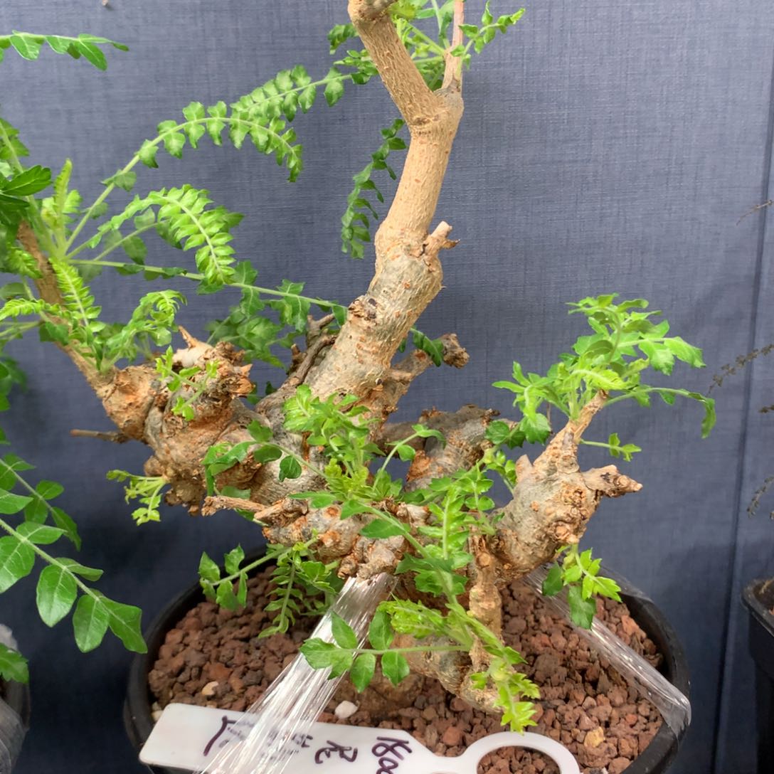 尼勒达乳香产地熟桩