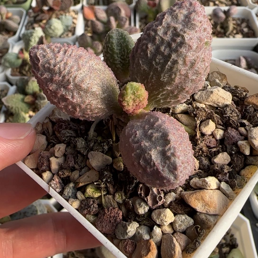 极光水泡多肉植物