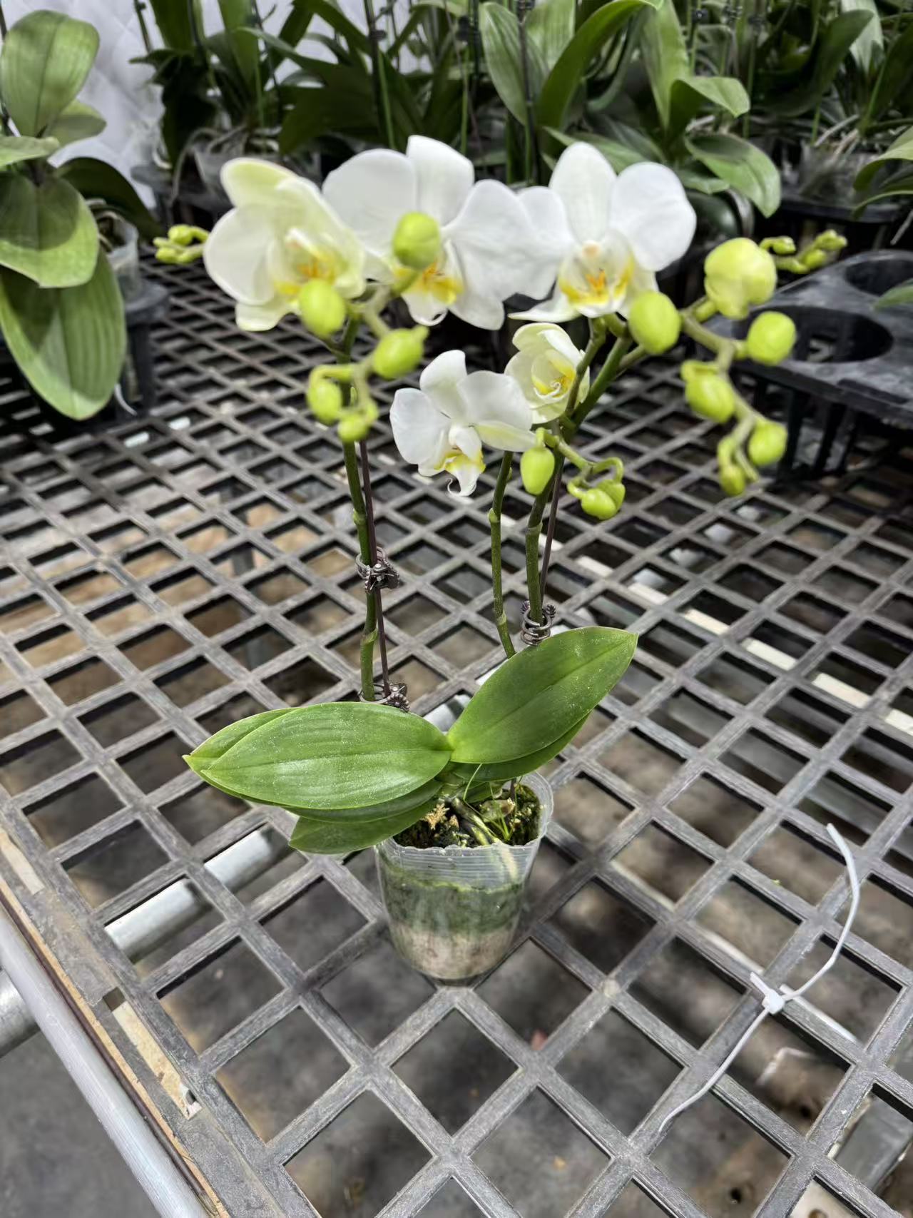 【白希】（拍满5颗配盆）蝴蝶兰室内精品花卉昆明直发