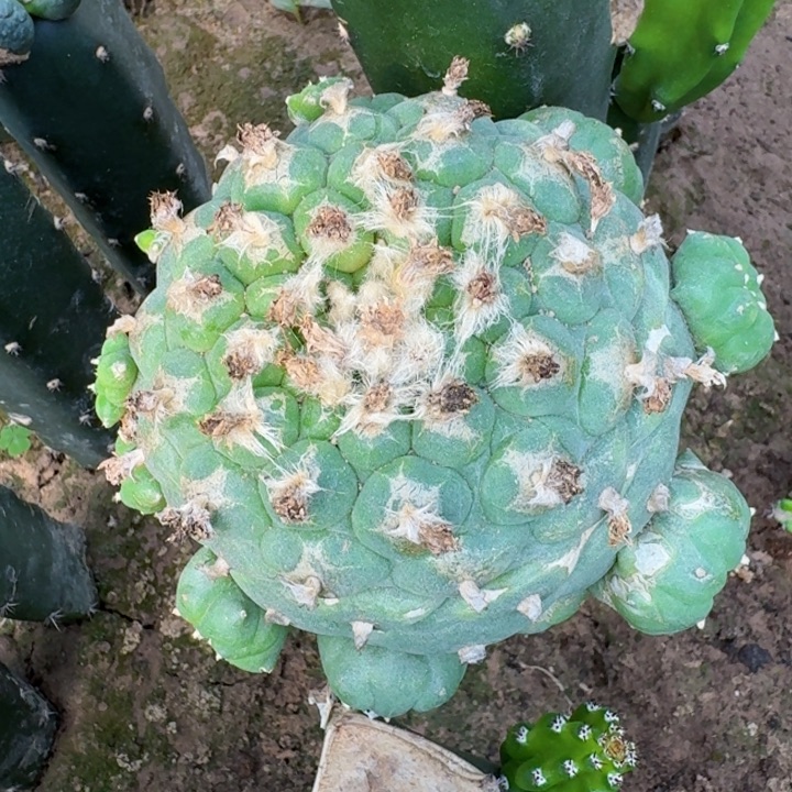 无花朵120蓝白肌大尤仙