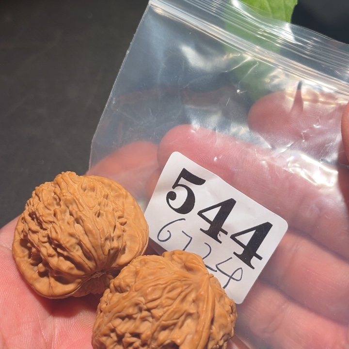 核桃1111111111111111111