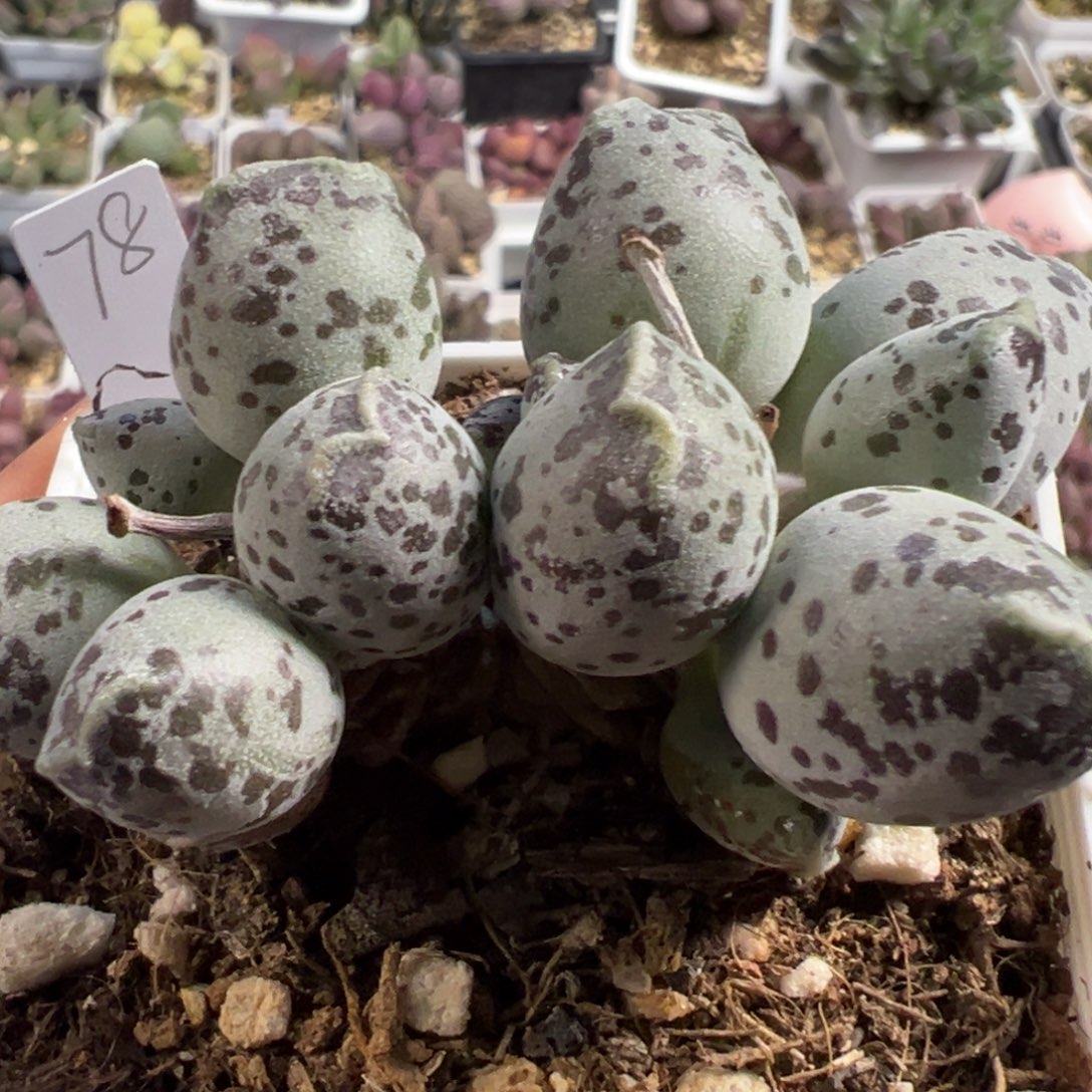 丸叶海豹多头纯木质的