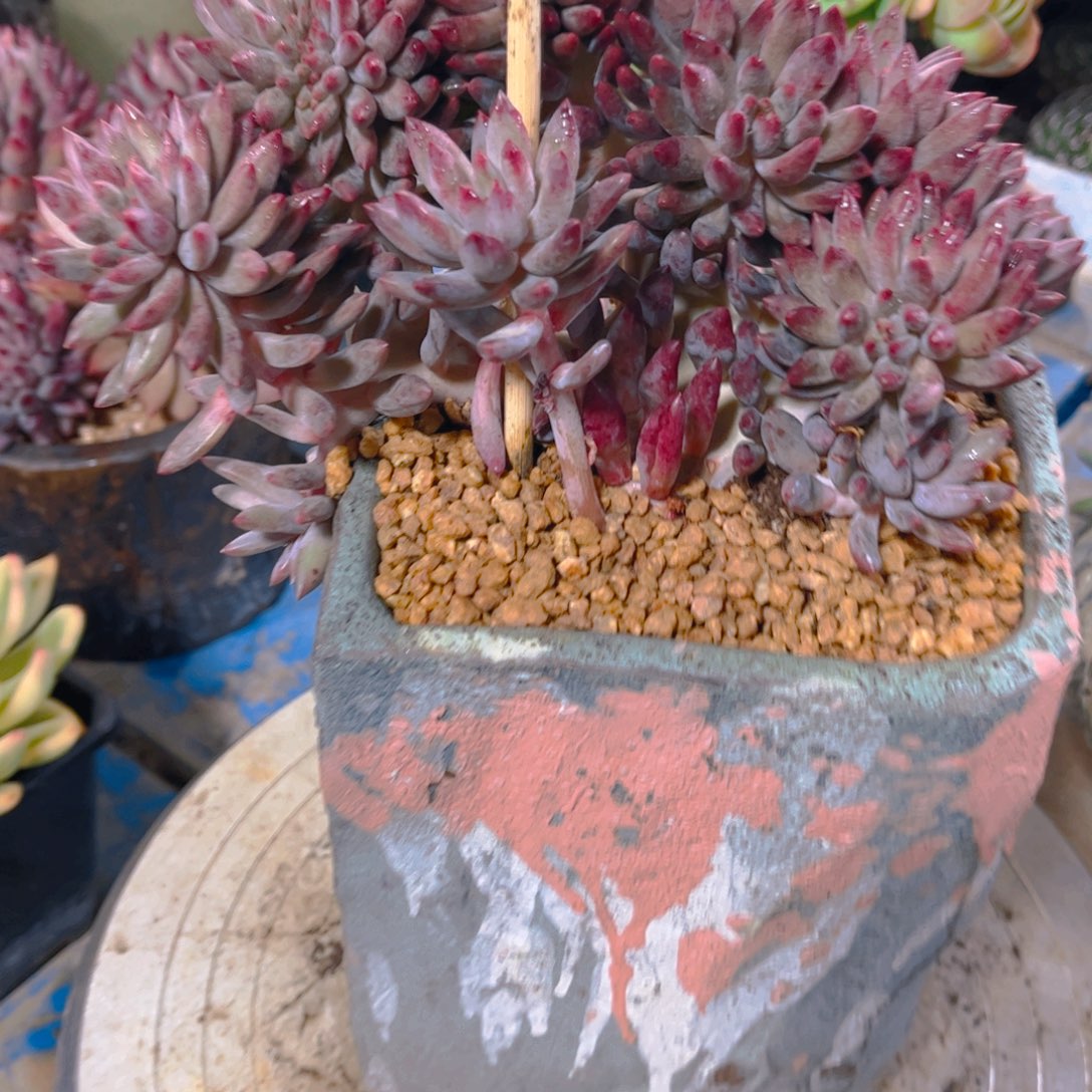 森***＊多肉植物保护研究所所长