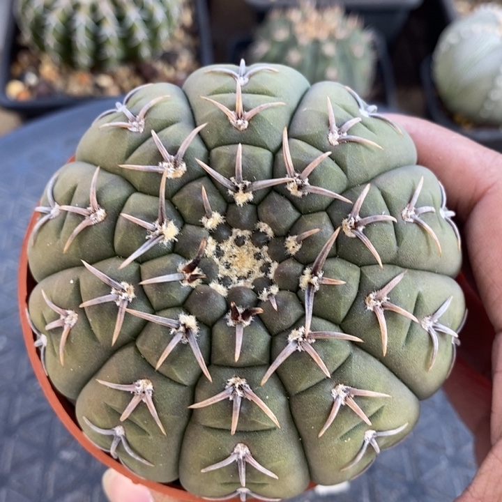 【闪购商品】怪龙丸x凤头