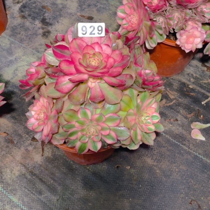 929老庄多肉法师倾城