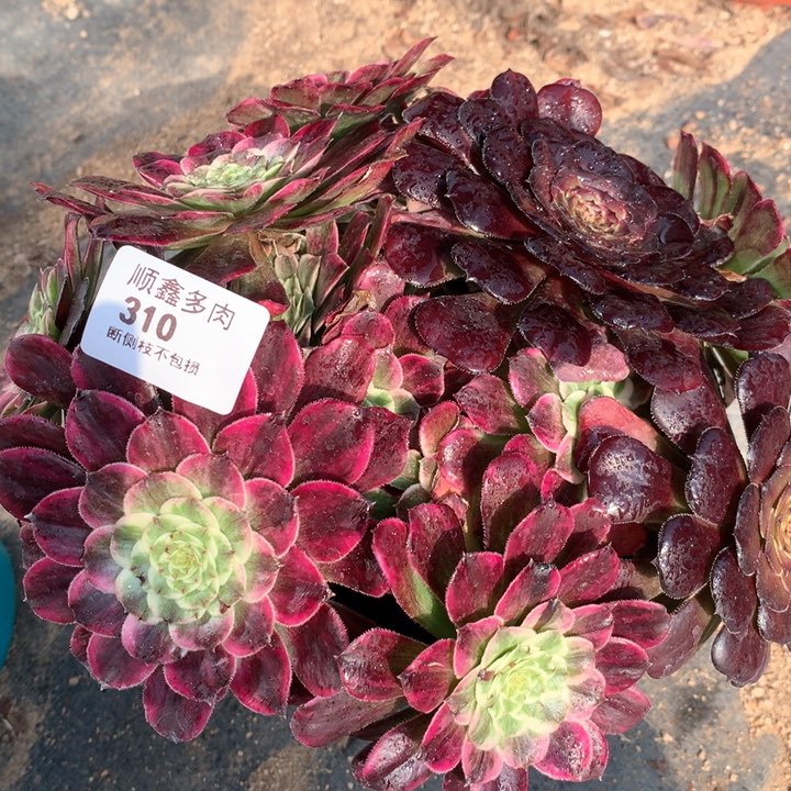 310水墨画多肉植物