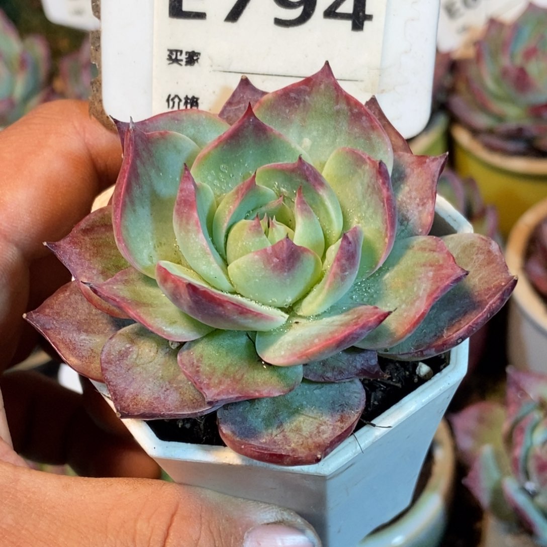 惊鸿一瞥794号楼