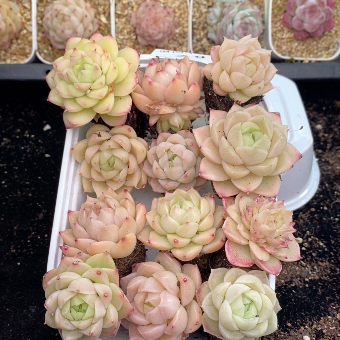 2-9 新疆西藏内蒙不发其他12.8包邮两到三公分多肉