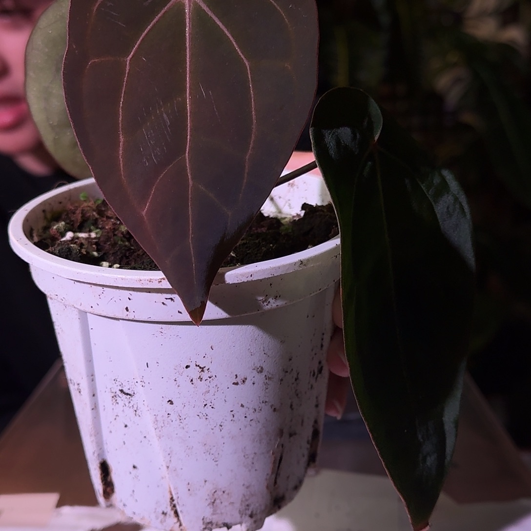 不开花植物H111紫水晶杂黑桃卡拉