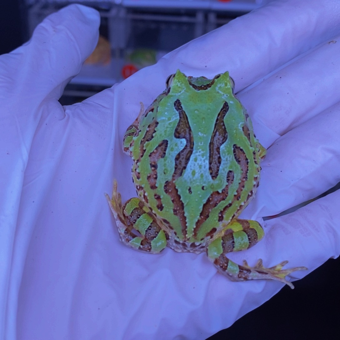 角蛙蝴蝶角蛙蓝调调的蝴蝶