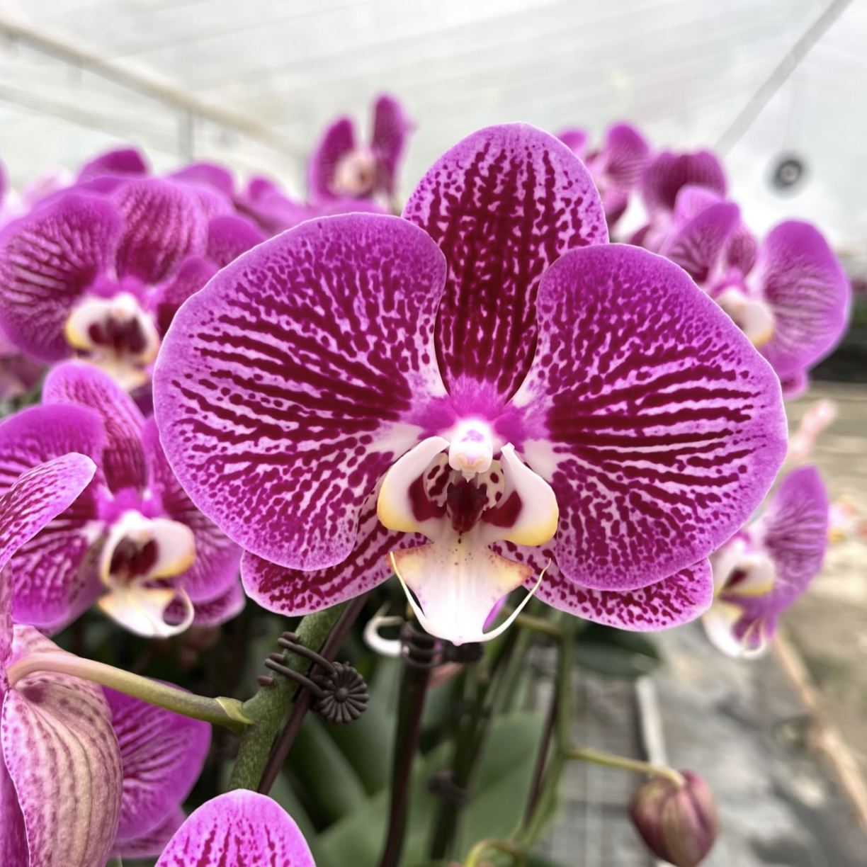 蝴蝶兰画眉鸟3.5寸杯