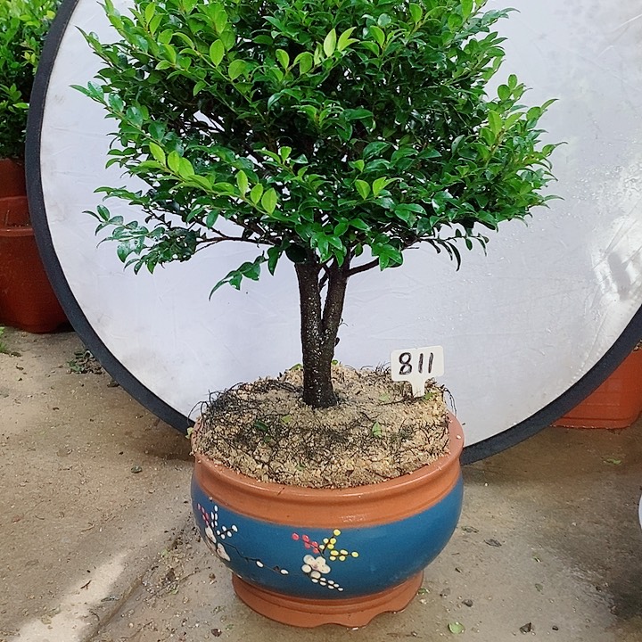 当前无花栽培后可以开花