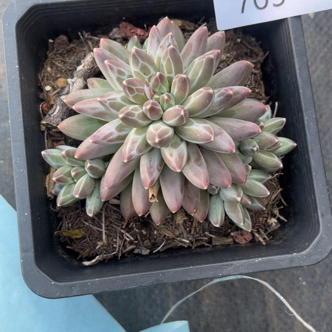 ****子703美人杂暗纹多肉植物，