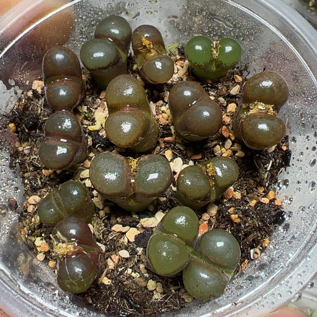 【闪购商品】 474。      