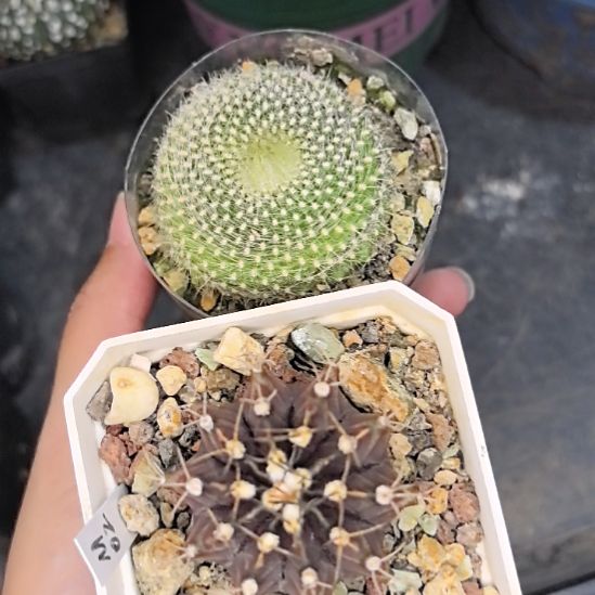 实生牡丹直径4+金雪光直径4带盆土