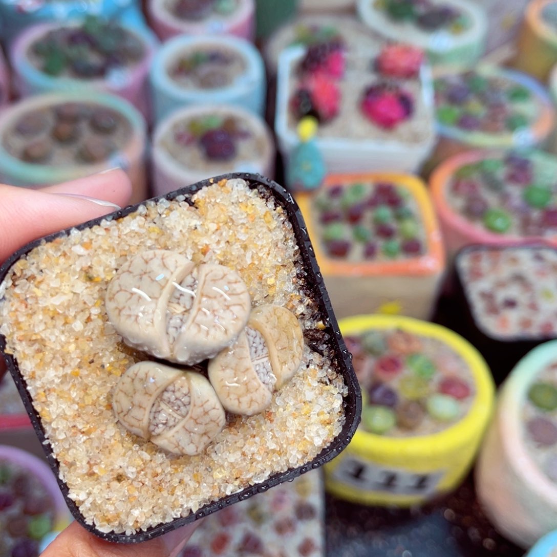 125。8888888888888888