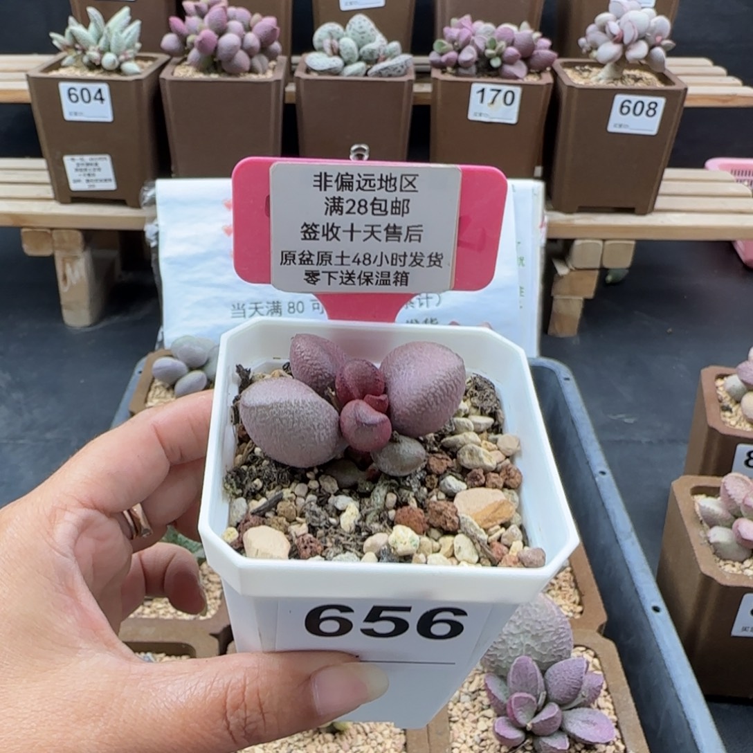 656粉红哈密瓜多肉植物