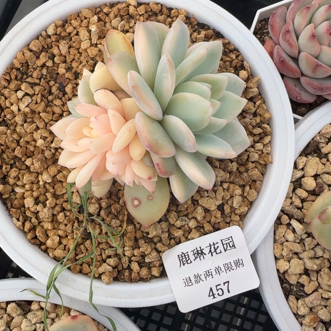 闪购精品多肉457号