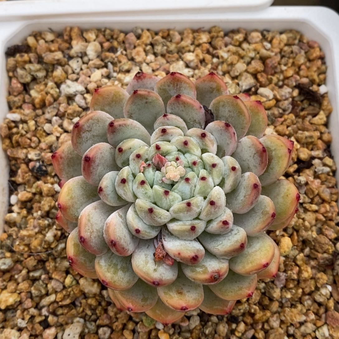 自助下单一物一拍多肉可寄养-雪爪