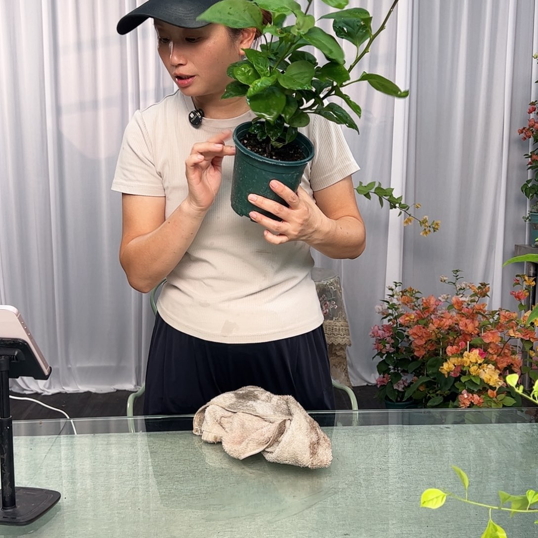 大部分开放少量花苞巧克力掌中宝一棵