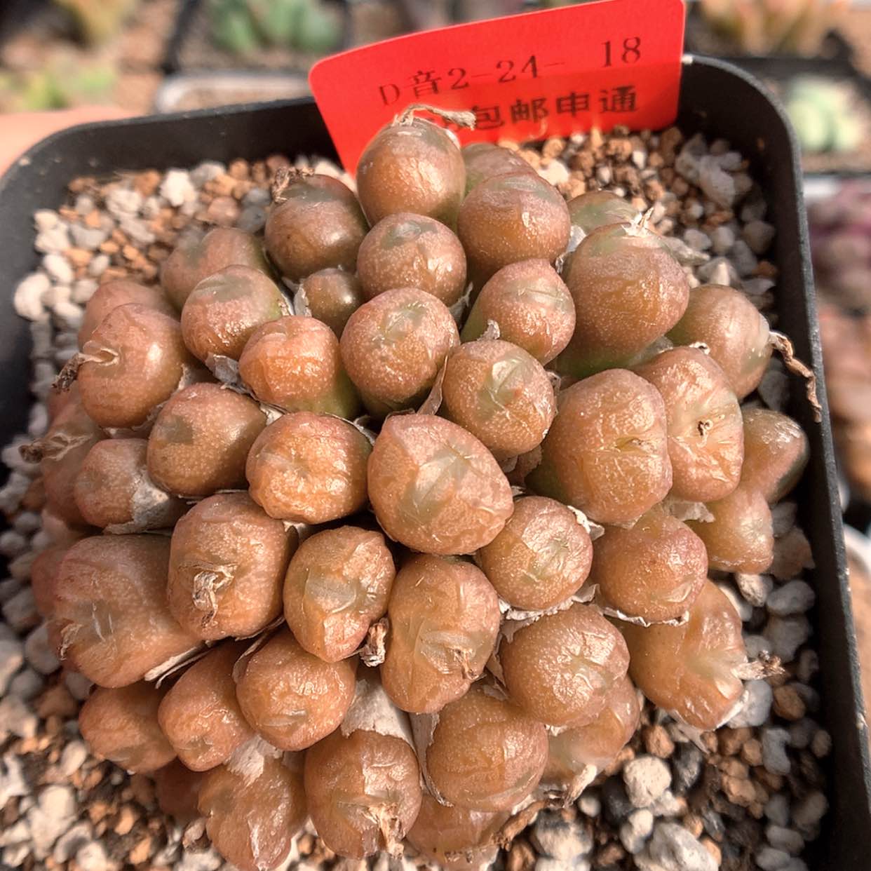 【闪购商品】2-24-18 铜壶多肉一群 50