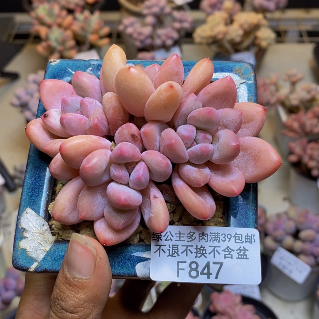 847丸叶香水多肉7c m