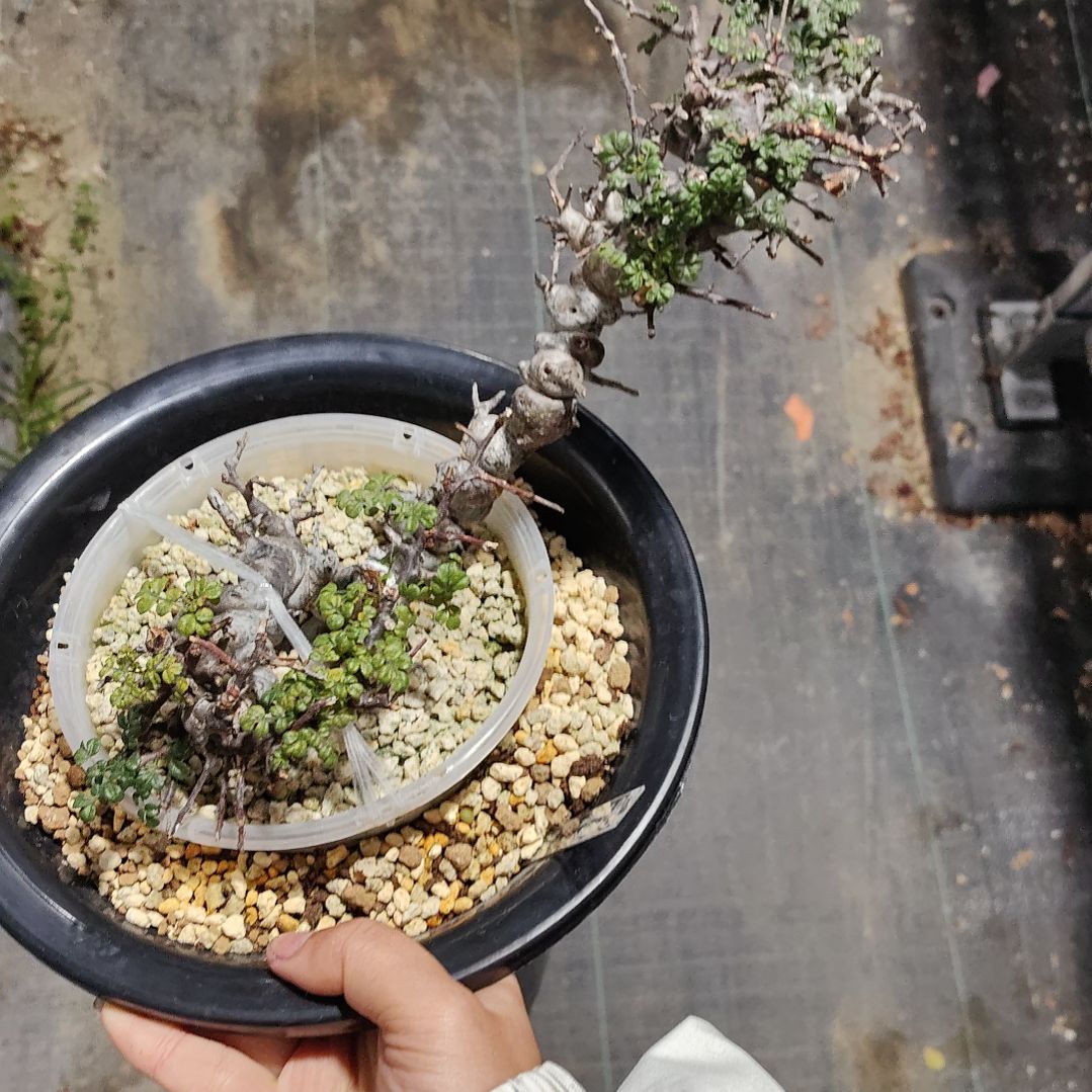 产地扦插念珠橄榄熟桩可寄养