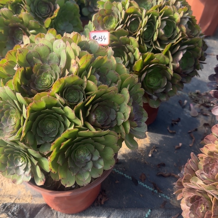 8-134多肉不包售后2多肉
