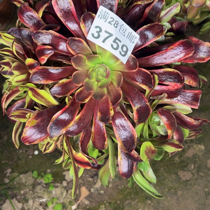 3757欧嘉莉多肉植物