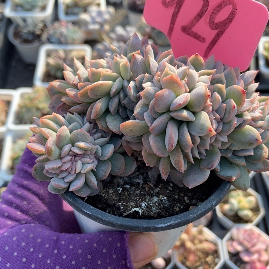 929莎莎女王缀多肉植物