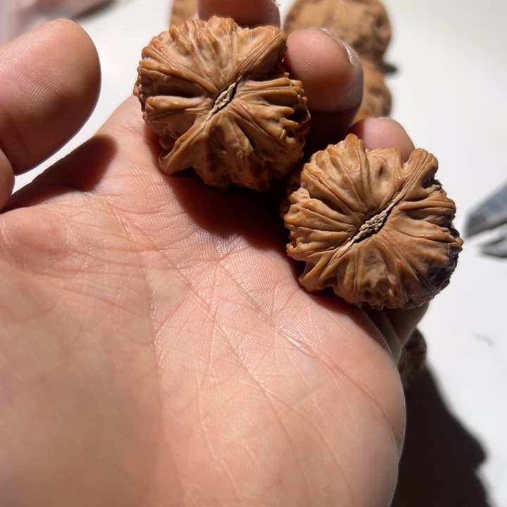 …***…文玩核桃把件白狮子