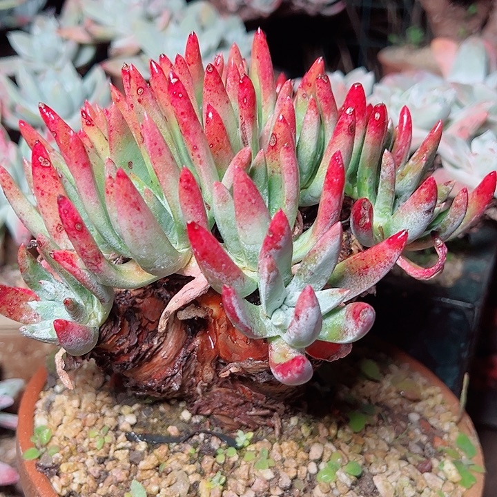 9512海瑟拇指仙女杯多肉