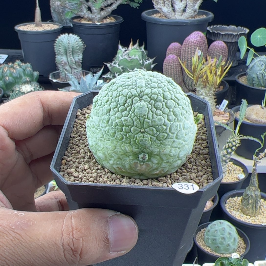 凝蹄玉实生5一物一拍