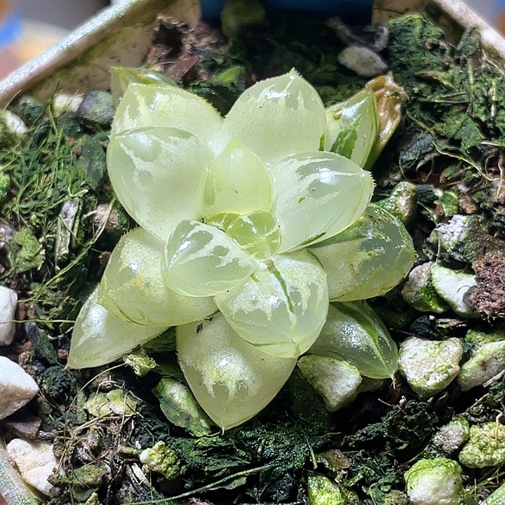 698糊斑水晶实生锦福利