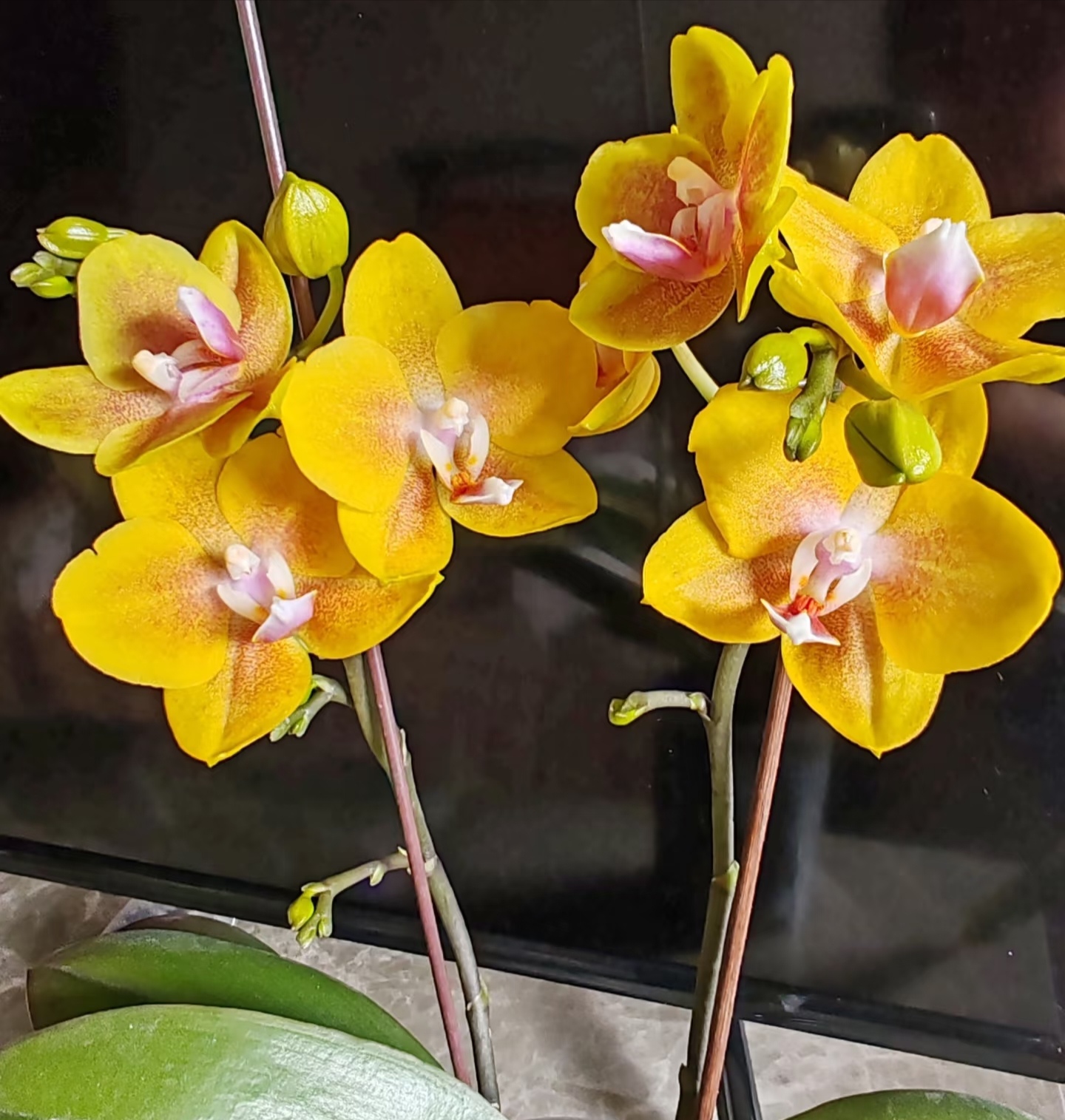 蝴蝶兰（香水黄金）2.8寸杯带香味三个花剑叶子微瑕疵