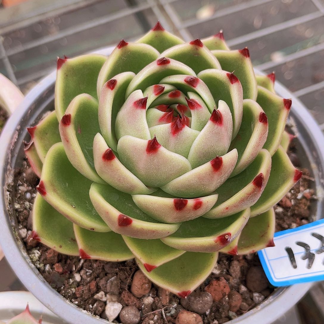 11公分999999999999999