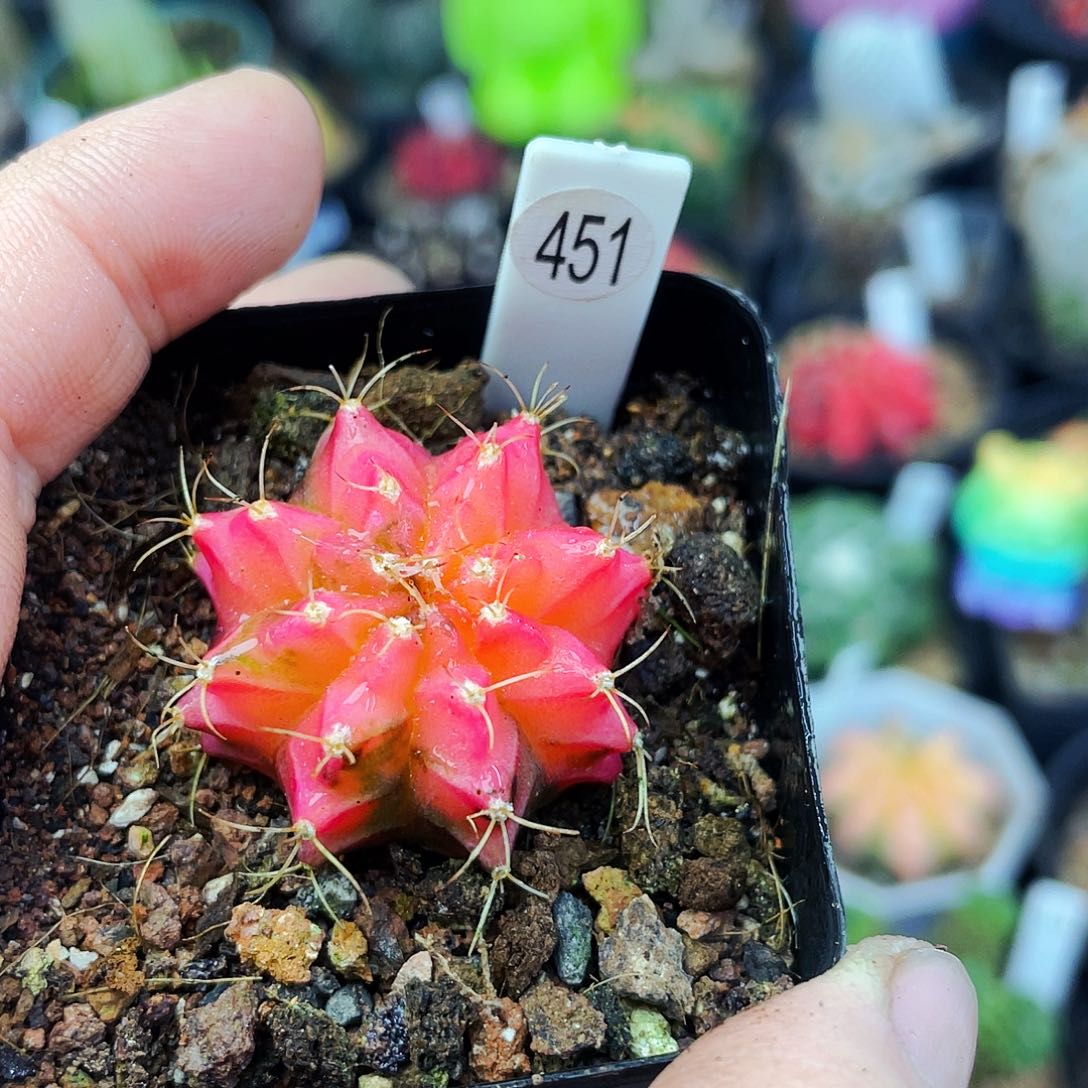 非偏远地区满25包邮仙人球