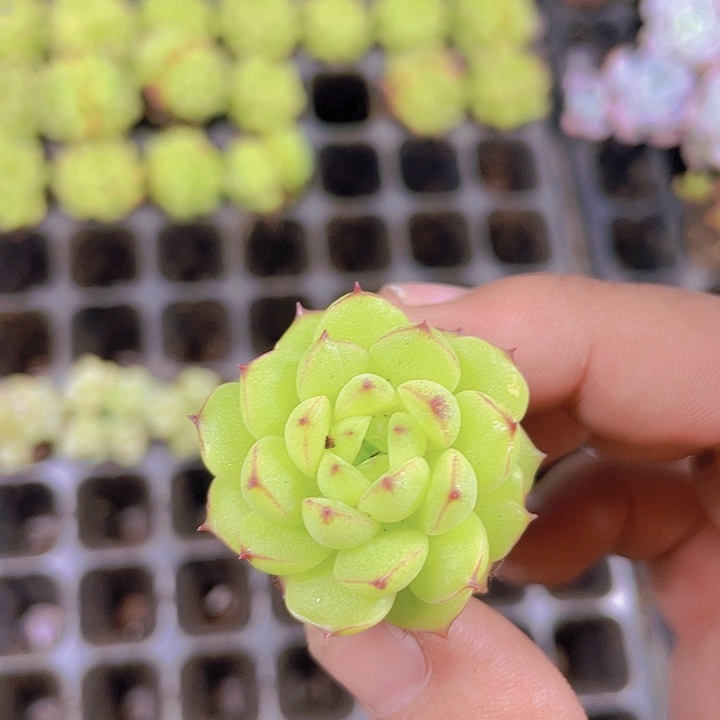 绿体麦杆优选【满10颗包邮】