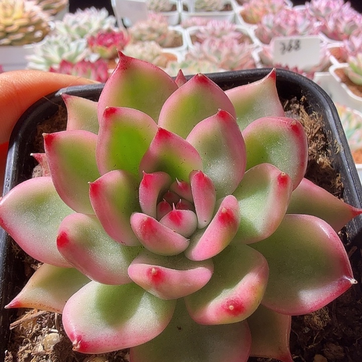 阿姆斯壮多肉植物