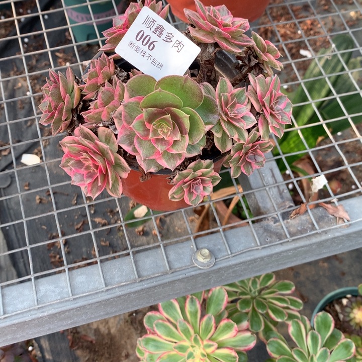 006莲花座多肉植物特价