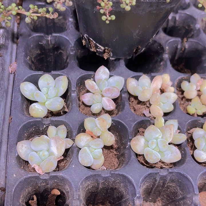精品一单两颗香水多肉植物