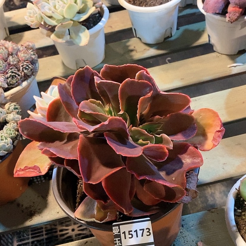 【闪购商品】红酒杯缀15173