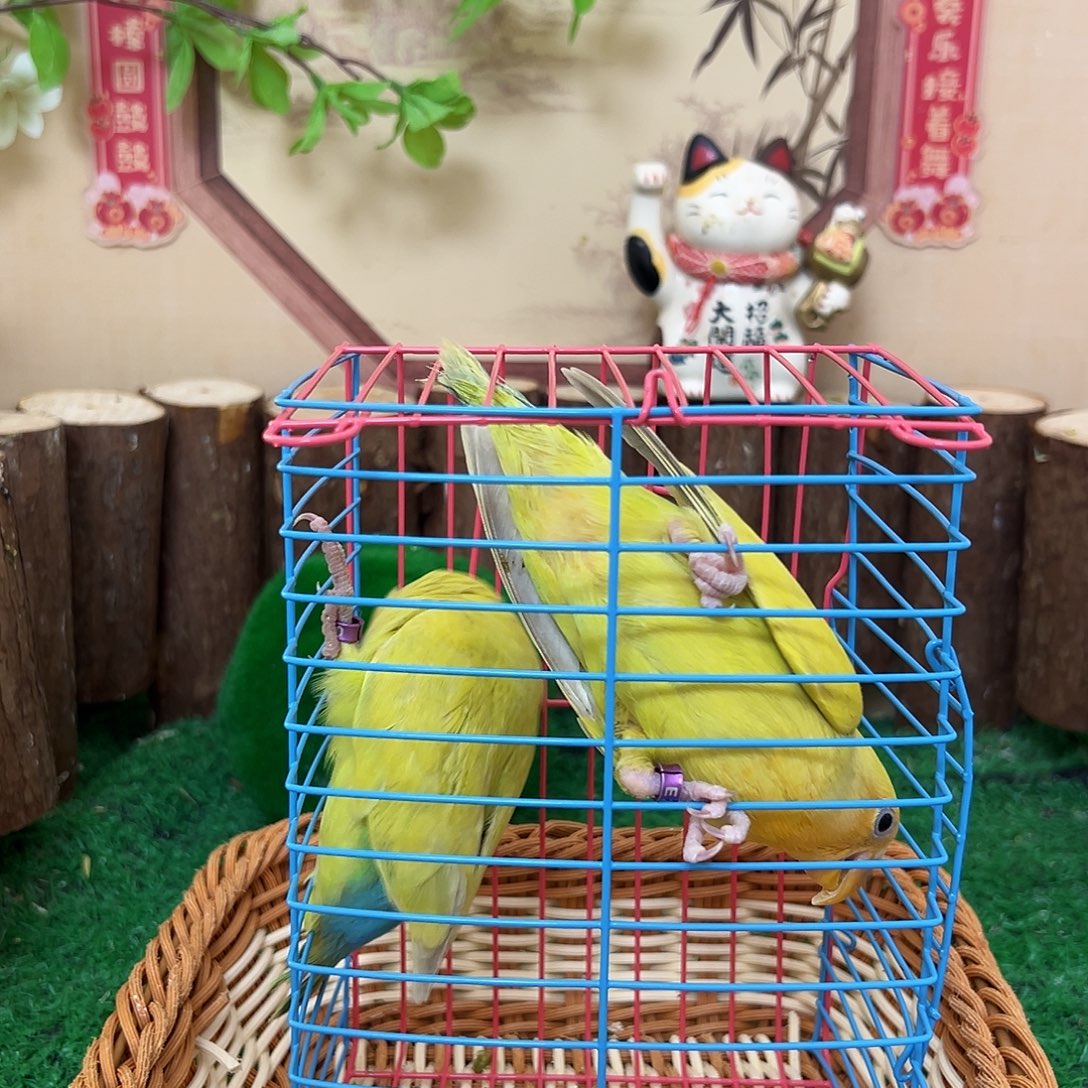 桃脸牡丹鹦鹉金面澳桂