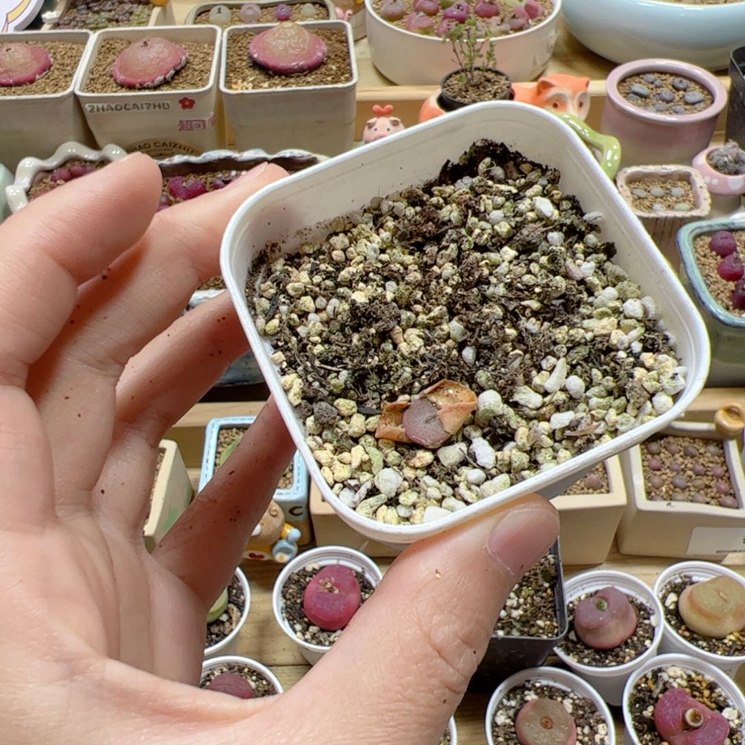 【闪购商品】103 带盆