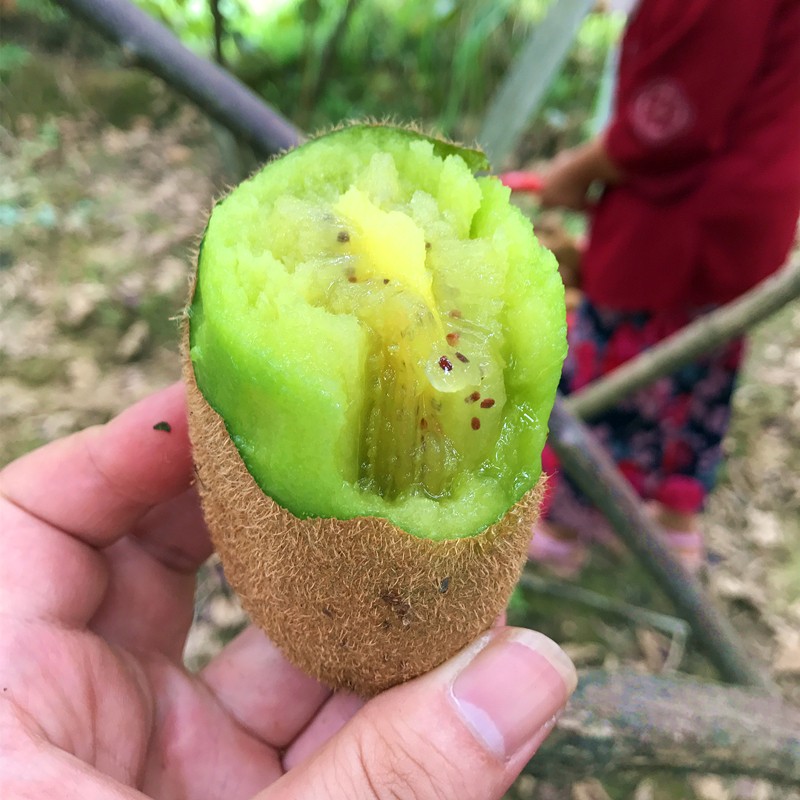 【京东包邮】十二星座可即食猕猴桃新鲜包邮猕猴桃弥猴应季水果猕