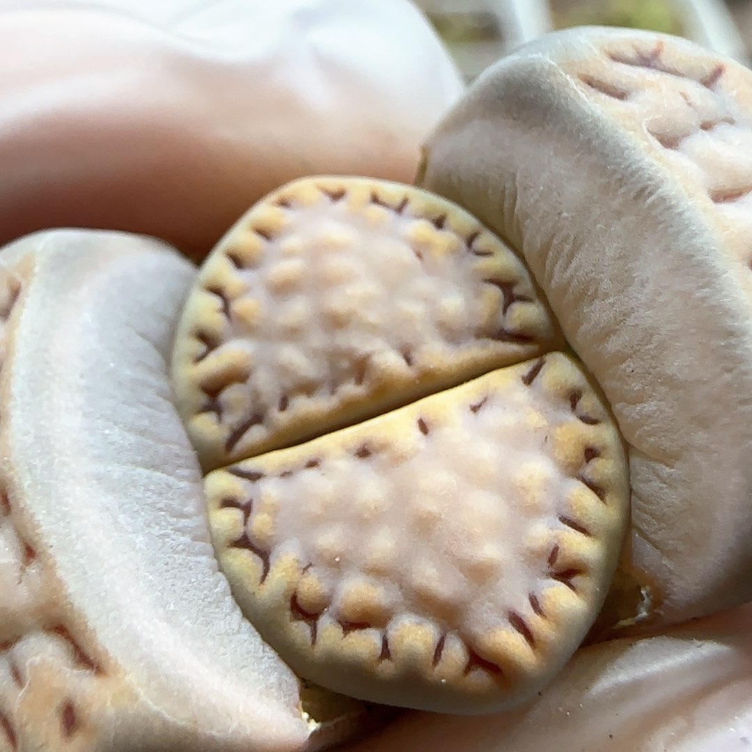 3.5。糖霜饼干。5031