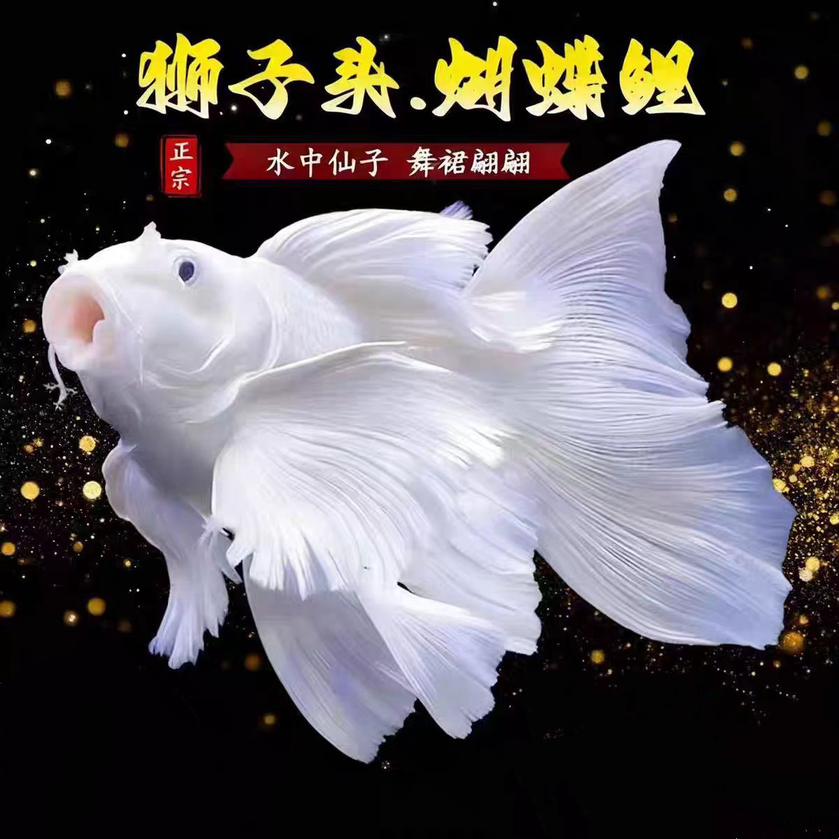 纯正蝴蝶鲤观赏鱼13-15公分白色球体精品