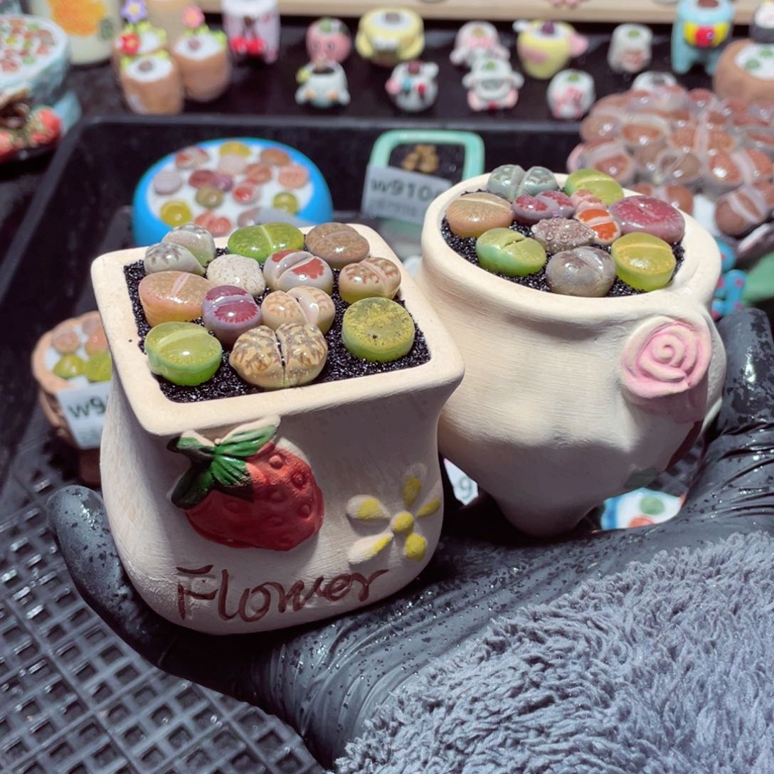 w9107--带盆土发货，零下地区拍保温箱